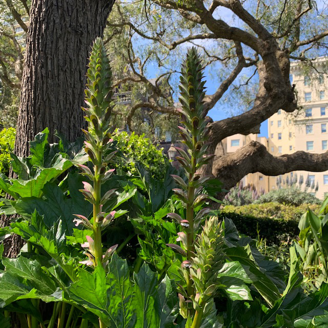 Vallejo Stairway Garden