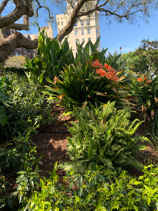 Vallejo Stairway Garden