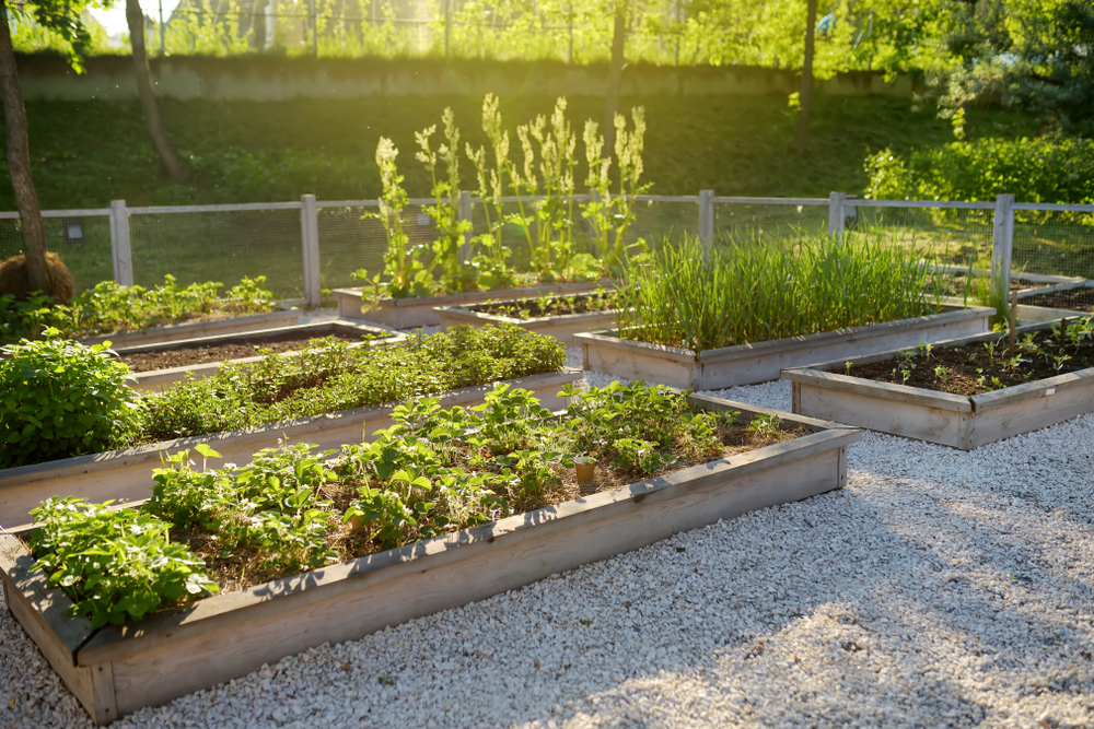 Who Can Get Involved With Community Gardens